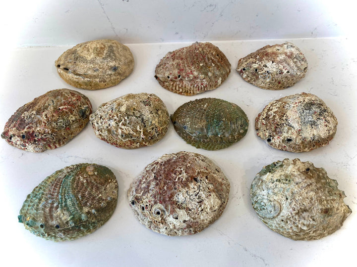 Sacred Smudging Companion: Natural Abalone Shells