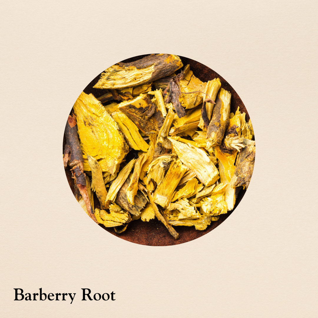 Barberry Root (per oz.) – The Good Shaman