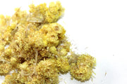 Life Everlasting Flower (per oz.)