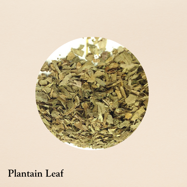 Plantain Leaf (per oz.)