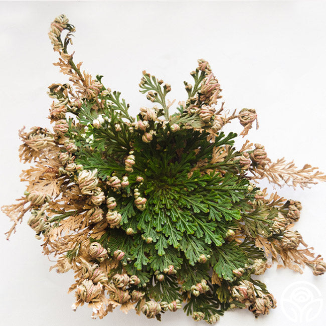 Garden Rose of Jericho Flower The Resurrection Plant (1 Rose)