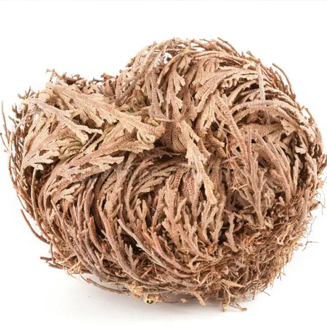 Garden Rose of Jericho Flower The Resurrection Plant (1 Rose)