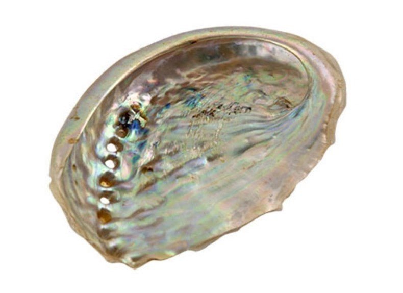 4" - 5" Abalone Shell